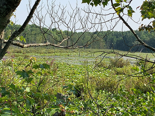 view of the marsh pond from the trail