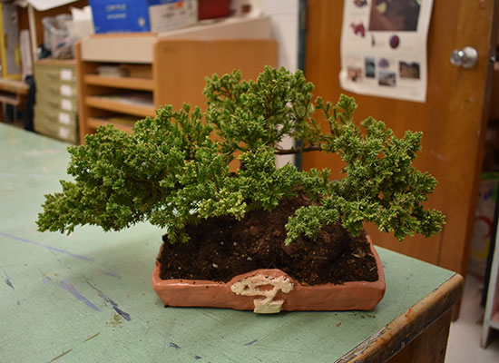 bonsai tree in a student's clay planter
