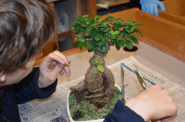 student trimming a bonsai tree