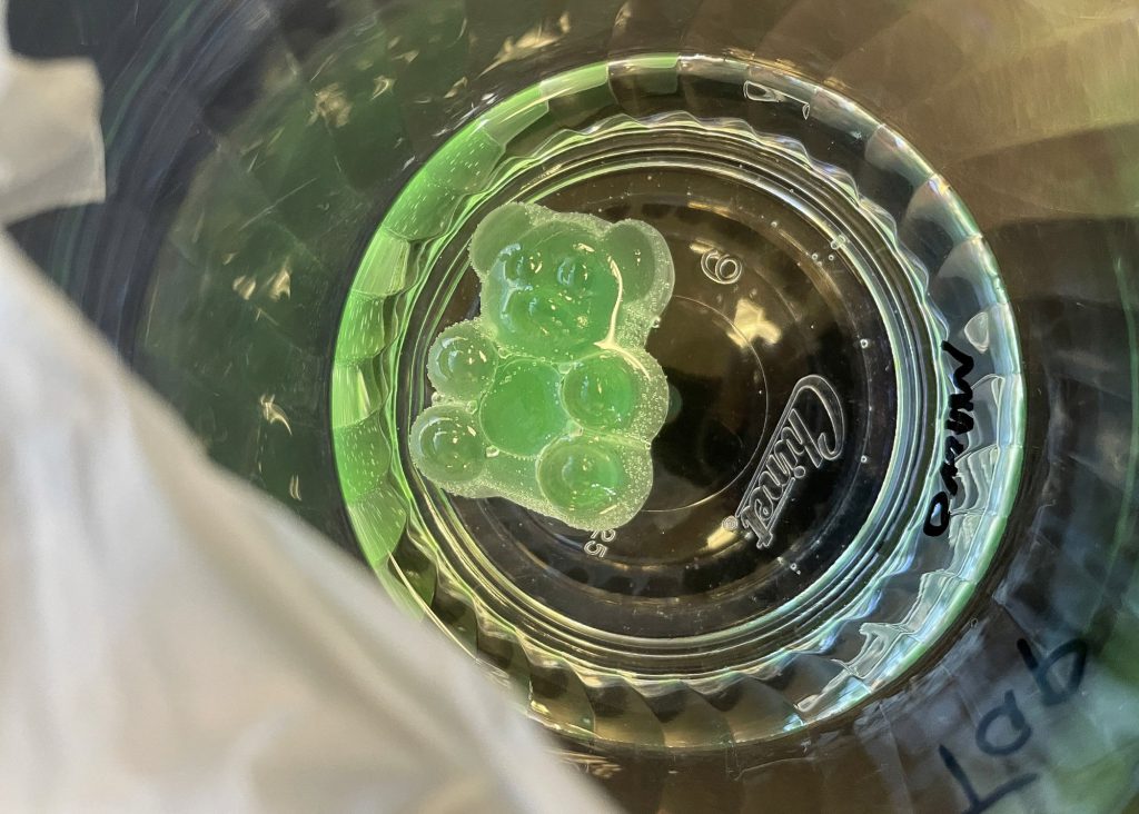 A green gummy bear sitting at the bottom of a clear plastic cup.