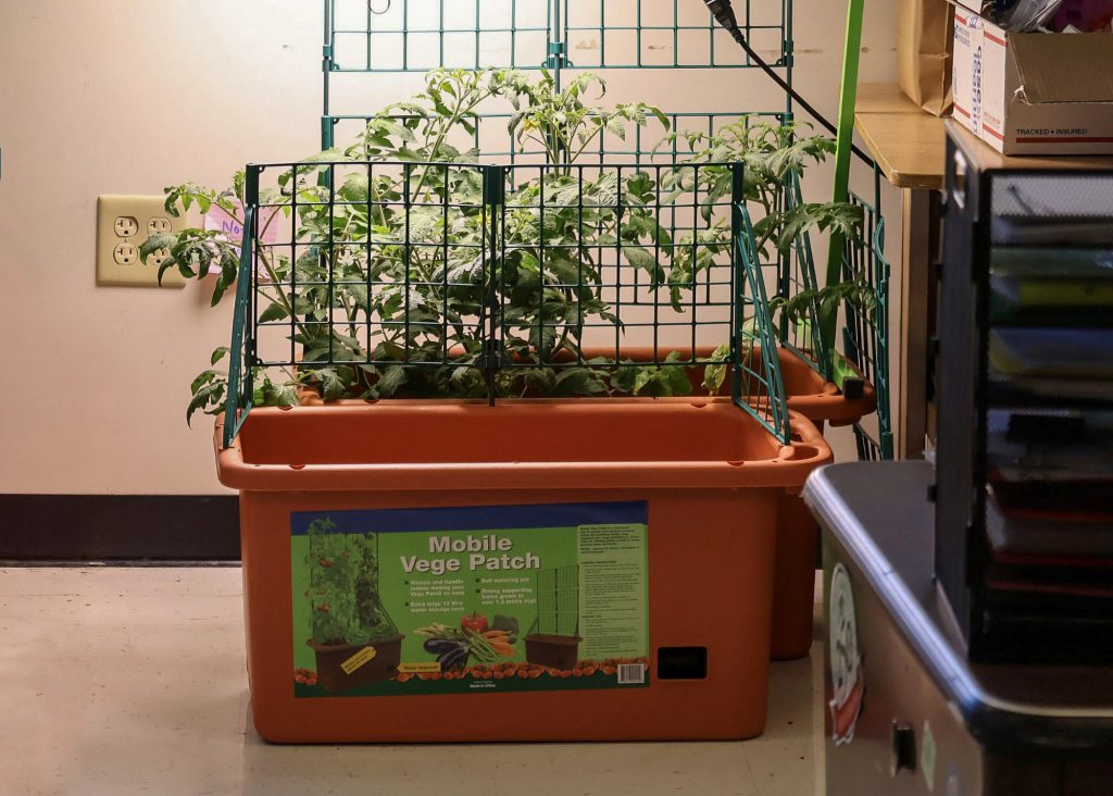 Planter box with a wire frame supporting growing tomato plants inside a classroom.