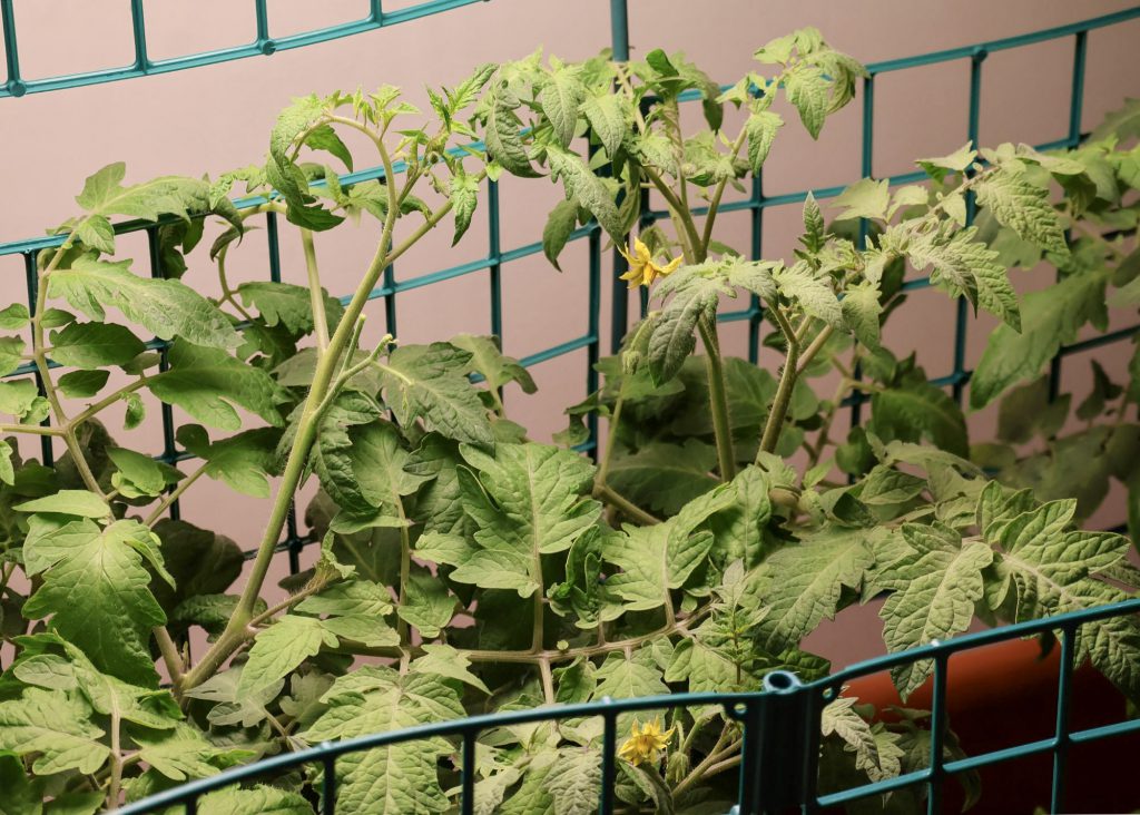 A close-up of tomato plants growing within green wire framing. The leaves are lush and there are small yellow flowers indicating potential fruit.